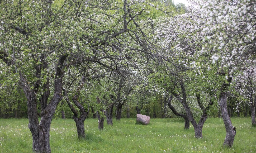 Pučkorių sodas