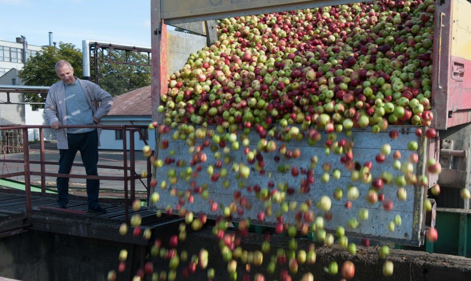 Obuoliai „Anykščių vyno“ gamykloje