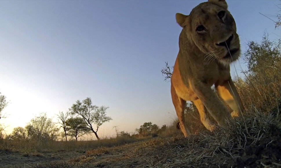 Gyvūnai Krugerio parke
