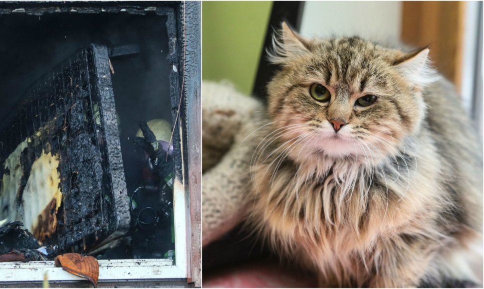 Kaune katės sukėlė gaisrą