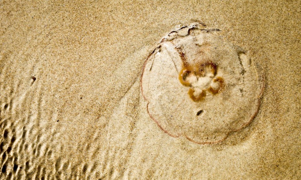 Palangos paplūdimyje ant kranto išmestos medūzos