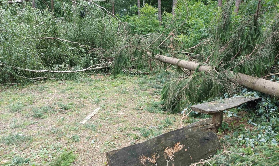 Lietuvos miškuose audra pažeidė apie 80 tūkstančių medžių 