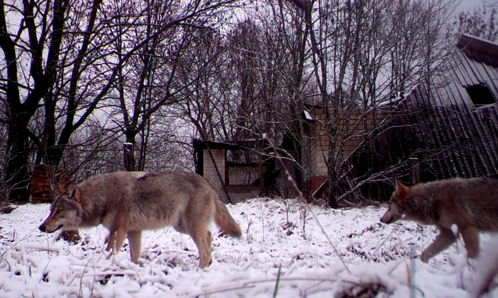 Vilkai, gyvenantys Černobylio apsaugos zonoje