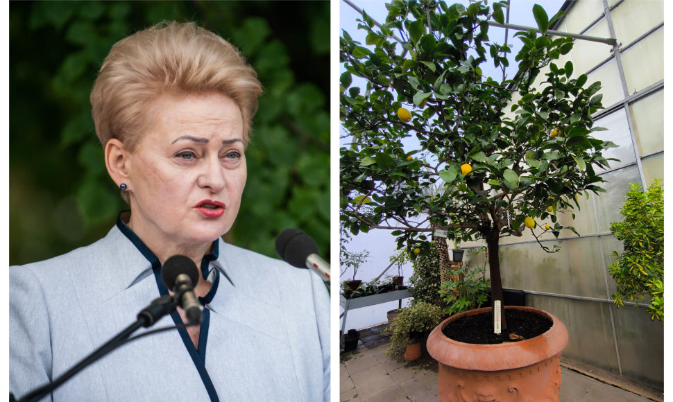 Prezidentės D.Grybauskaitės citrinmedis prieglobstį rado VU Botanikos sodo šiltnamyje.