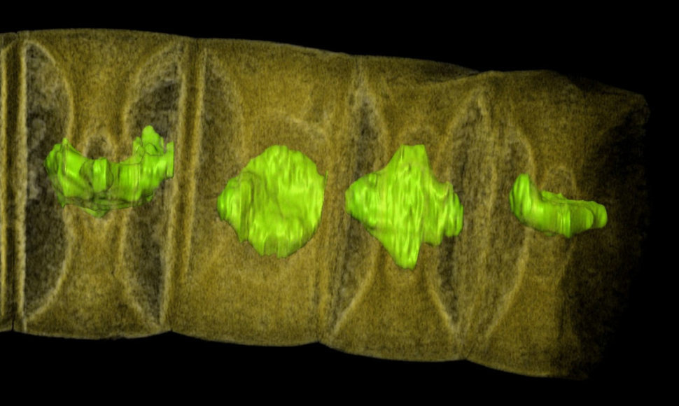Kaip manoma, seniausio pasaulyje augalo rentgeno tomografijos vaizdas