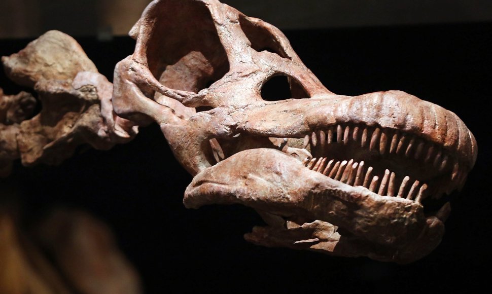 Titanozauro kopija JAV Gamtos istorijos muziejuje