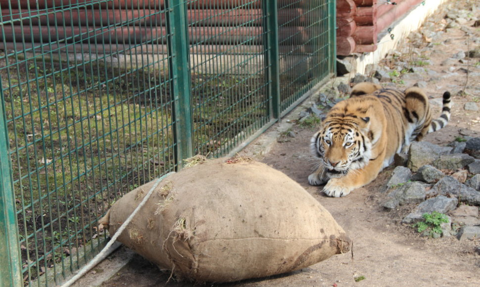 Tigras Lietuvos zoologijos sode 