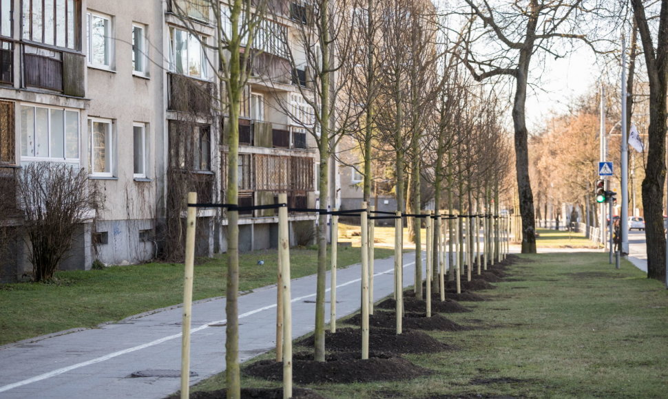 Vilniuje sodinami specialiai miestams pritaikyti ilgaamžiai medžiai