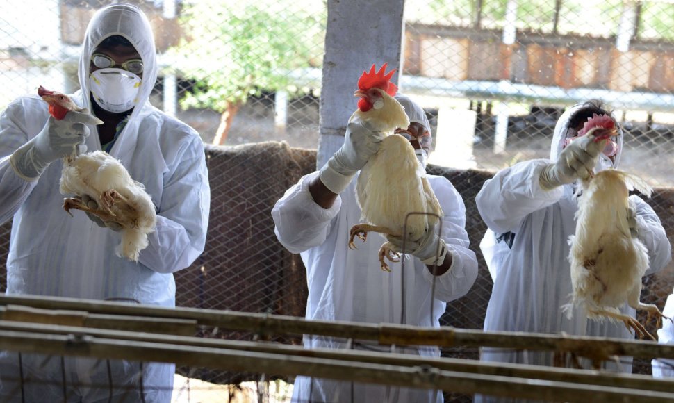 Indijos vištų fermoje aptiktas paukščių gripo virusas.