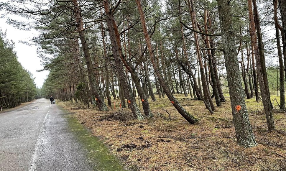 Juodkrantėje kirtimui sužymėti medžiai papiktino Seimo narę A.Gedvilienę
