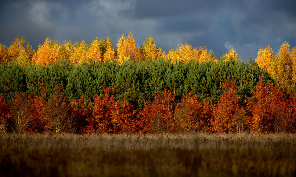 Ruduo Lietuvoje: trispalve nusidažę medžiai Šilutės rajone