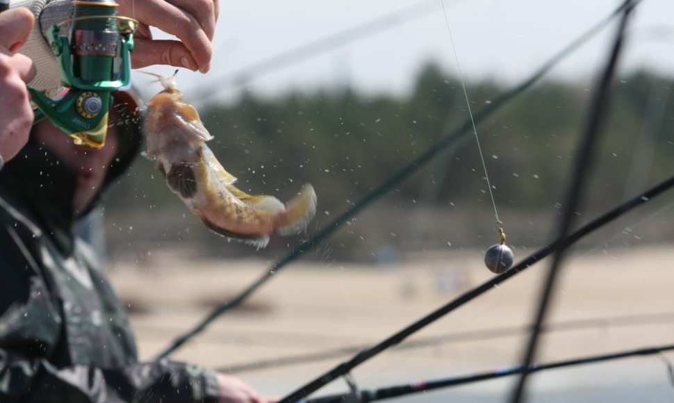 Palangoje žvejai traukia grundalus
