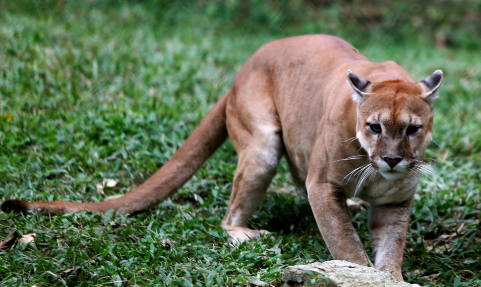 Puma Karakaso zoologijos sode