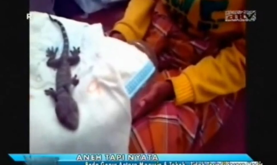 Indonezijoje moteris „pagimdė“ driežą