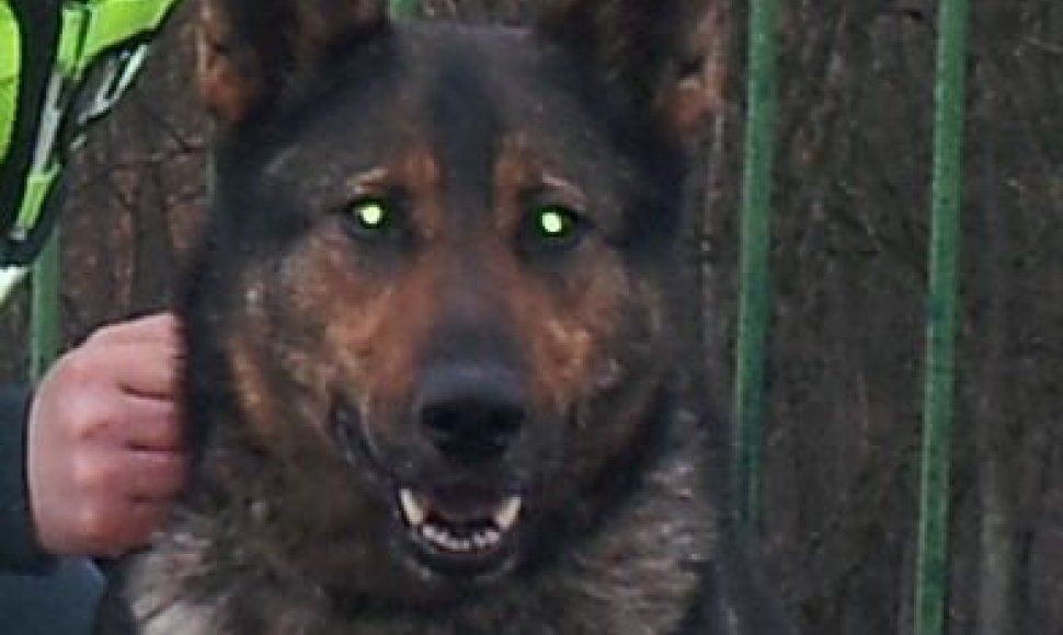 Policijos tarnybinis šuo Gilza