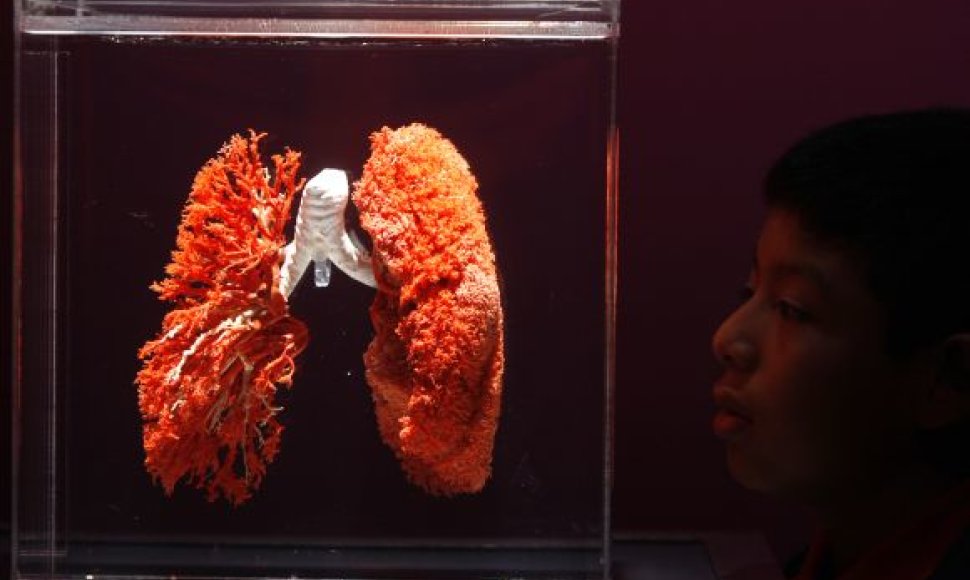 Žmogaus plaučiai
