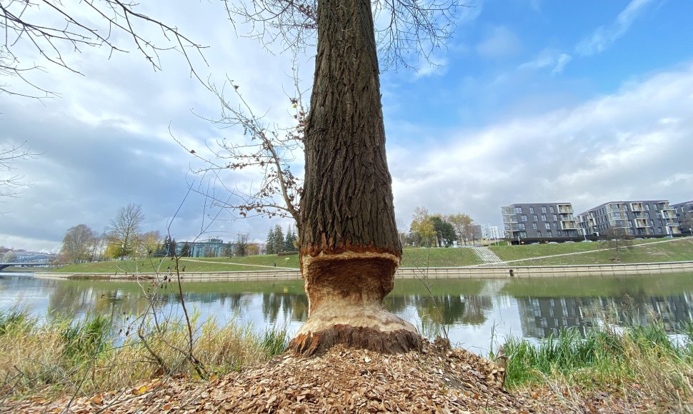 Bebrų graužiamas medis Neries upės pakrantėje
