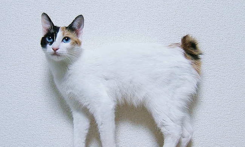 Japonų trumpauodegė katė