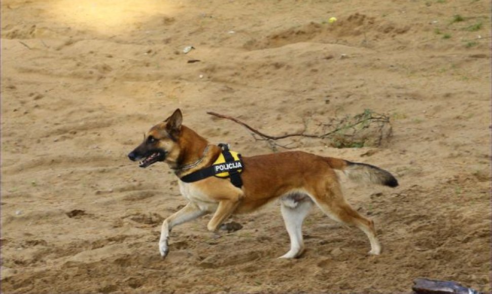 Policijos tarnybinis šuo (asociatyvi nuotrauka)