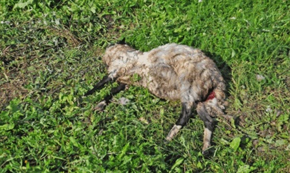 Žvėrių sumaitotą avį antradienio rytą visai netoli sodybos pastatų aptiko šeimininkas. Netoliese pririštas avinas liko gyvas.  