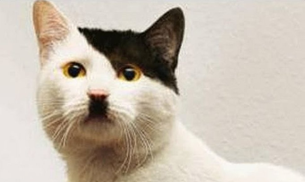 Į Adolfą Hitlerį panaši katė