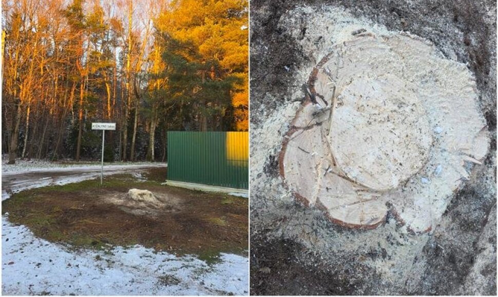 Mažeikių gyventojai pyksta: „Nukirto mūsų eglę“