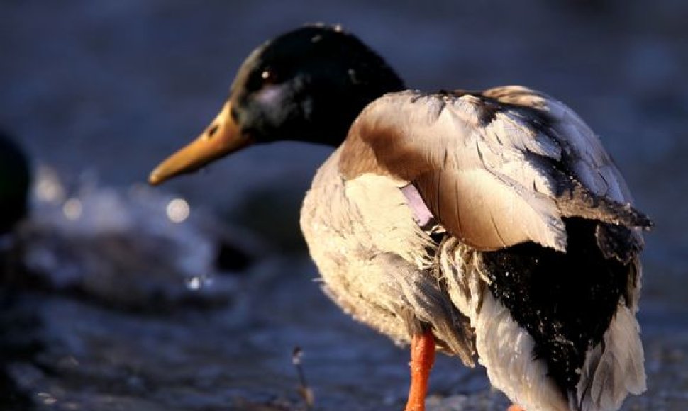 Žiemos šaltį išgyvenančios antys džiaugiasi neužšąlančiu vandens telkiniu.