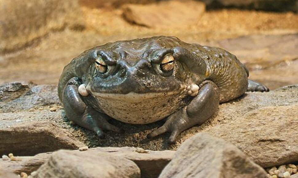 Kolorado upės rupūžė