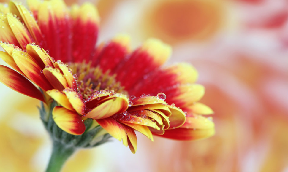 Gerbera