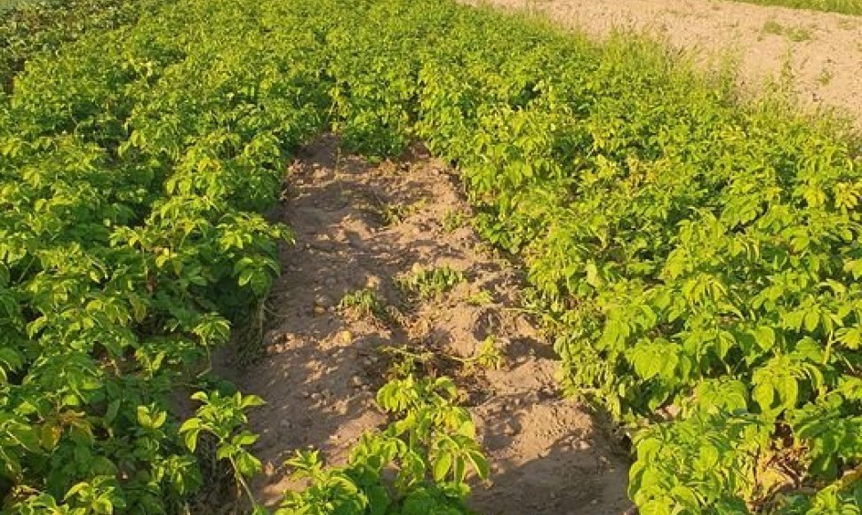 Vagišių iškastas daržas Kretingos rajone, Kretingsodžio kaime