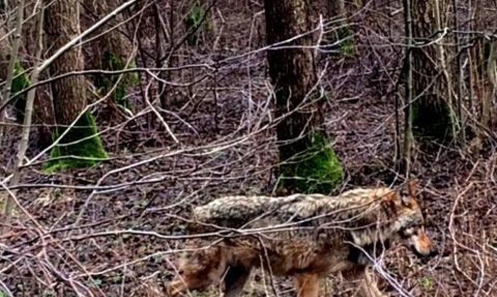 Šiomis dienomis Pajūrio regioniniame parke lankytojos užfiksuotas vilkas.