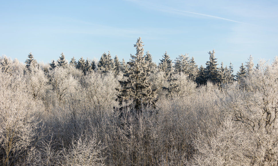 Žiemos šerkšnu pasidengę medžiai