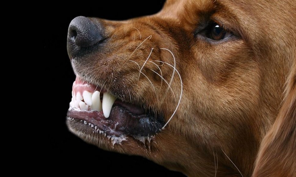 Taip iššiepęs dantis šuo rodo, kad jis nebijo situacijos.