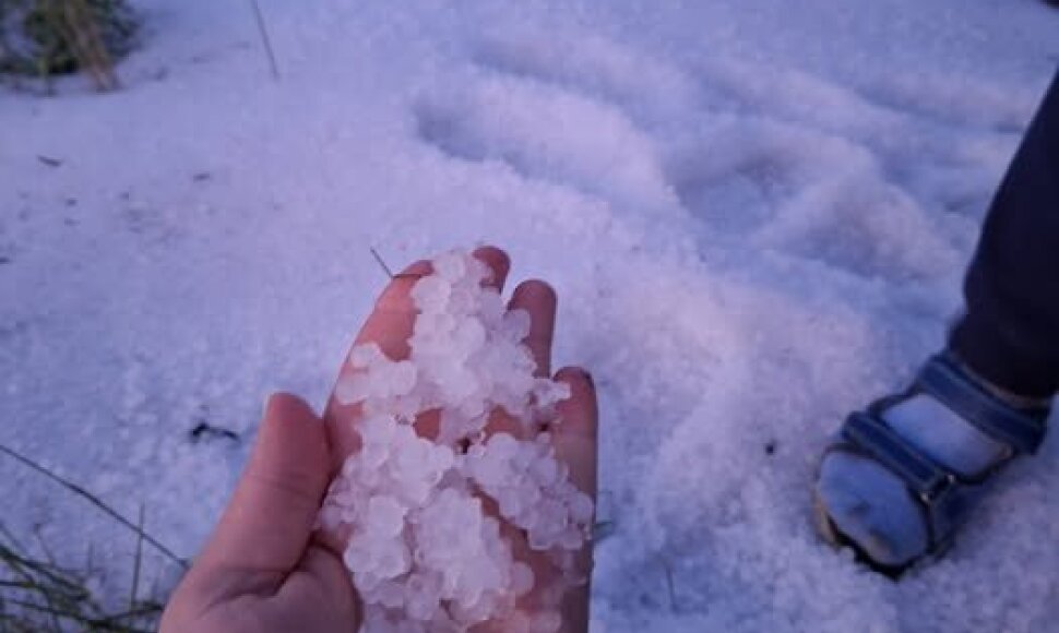Kelmės rajone per audrą kruša nubalino laukus