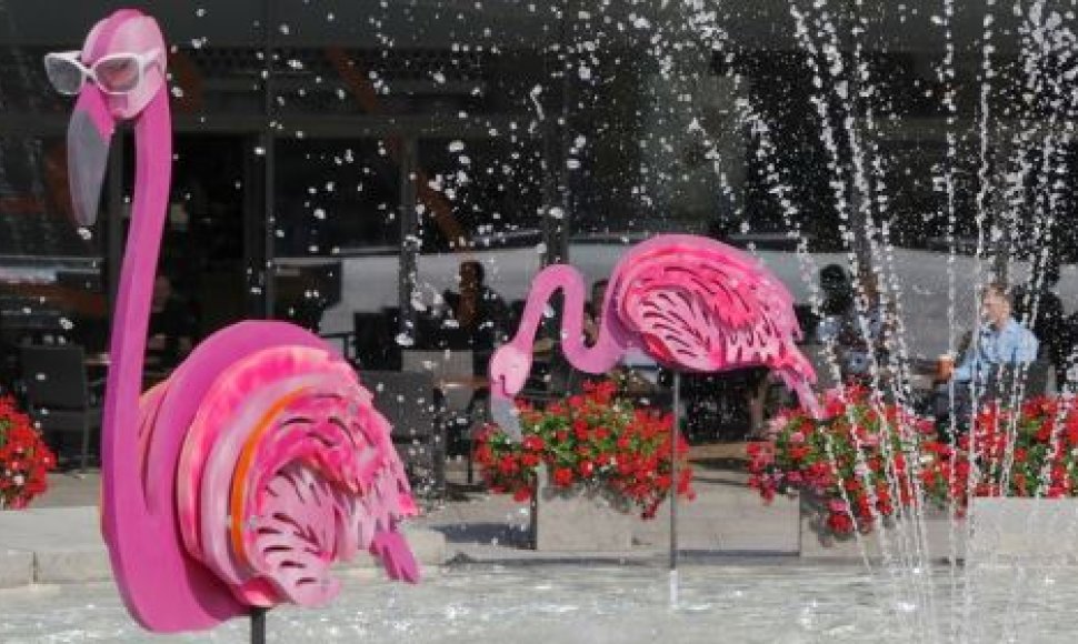 Populiariausiose sostinėse vietose apsigyveno flamingų būriai. Vilniaus sav. nuotr.
