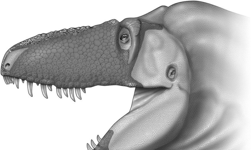 Daspletosaurus horneri snukio išvaizdos rekonstrukcija