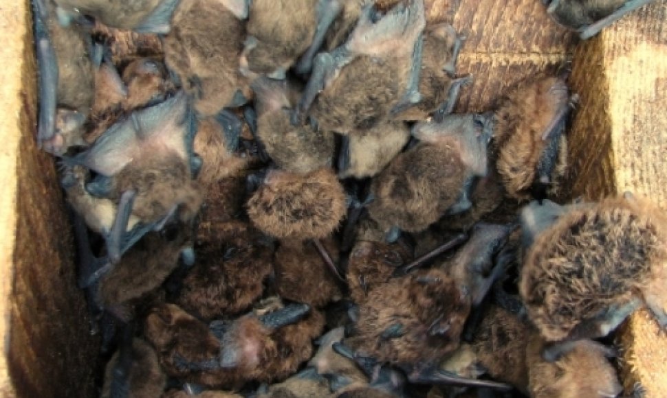 Natazijaus šikšniukai – mažieji šikšnosparniai, užaugantys iki 11 g.