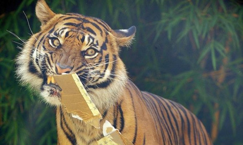 Sumatros tigras pakuoja Kalėdinę dovaną (Sidnėjus).