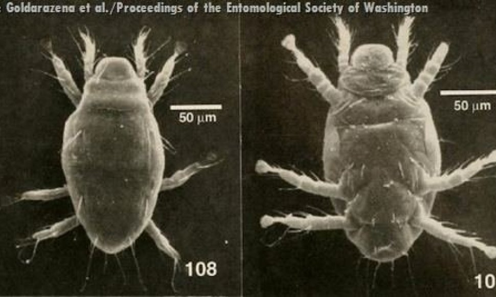 Adactylidium erkutės