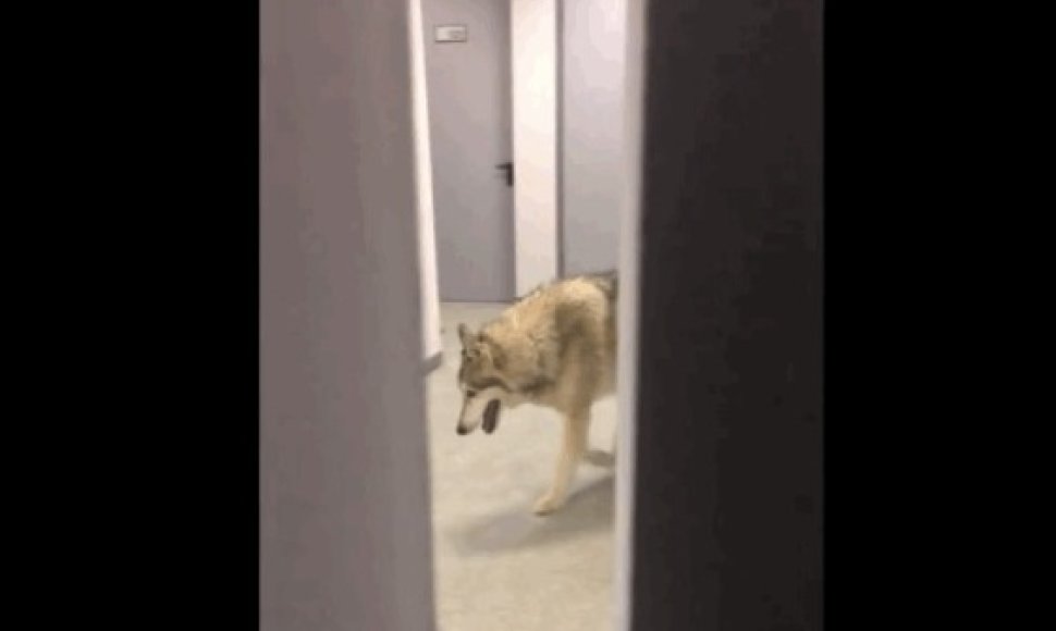 Buvo nufilmuotas po Sočio viešbučio koridorių neva vaikšiojantis vilkas