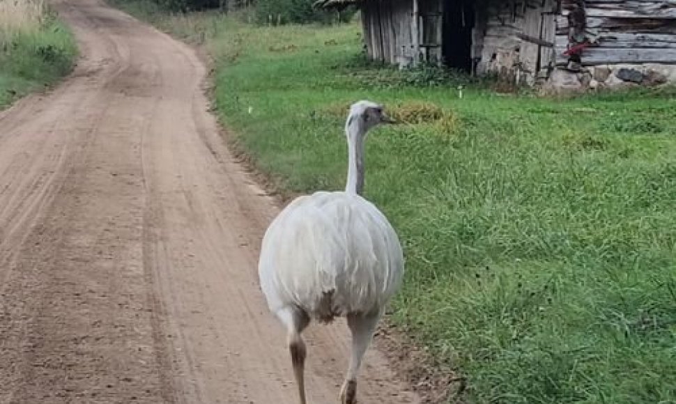 Molėtų rajone vaikštinėjantis strutis