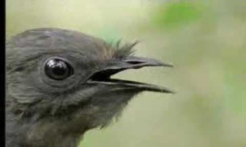 amazing-bird-sounds-from-the-lyre-bird-david-attenborough-bbc-wildlife
