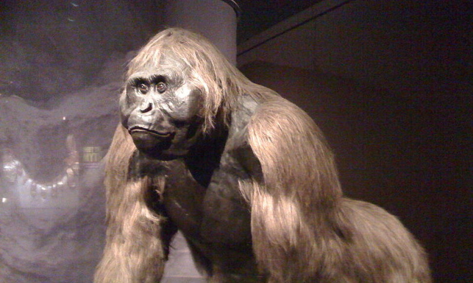 Beždžionė Gigantopithecus