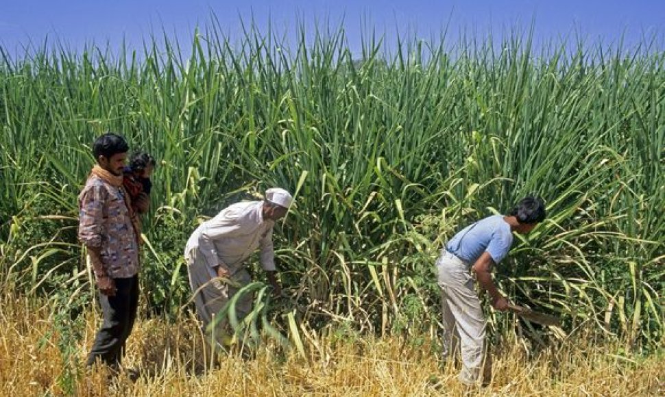 Indijoje šią vasarą lyja mažiau nei įprastai. Tai gali pakenkti cukranendrių derliui.