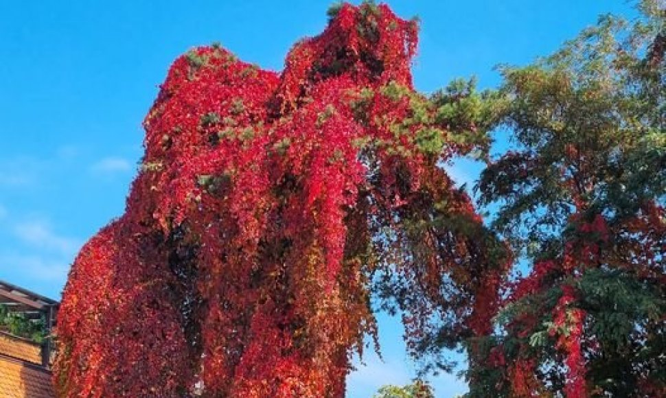 Dramblį primenantis vijoklinis medis