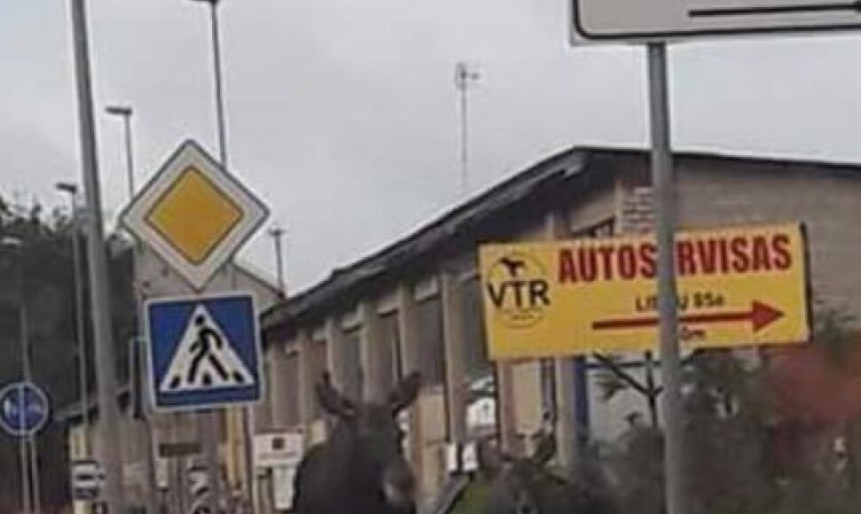 Pramoninėje teritorijoje klajojantys briedžiai sukėlė žmonėms nuostabą.
