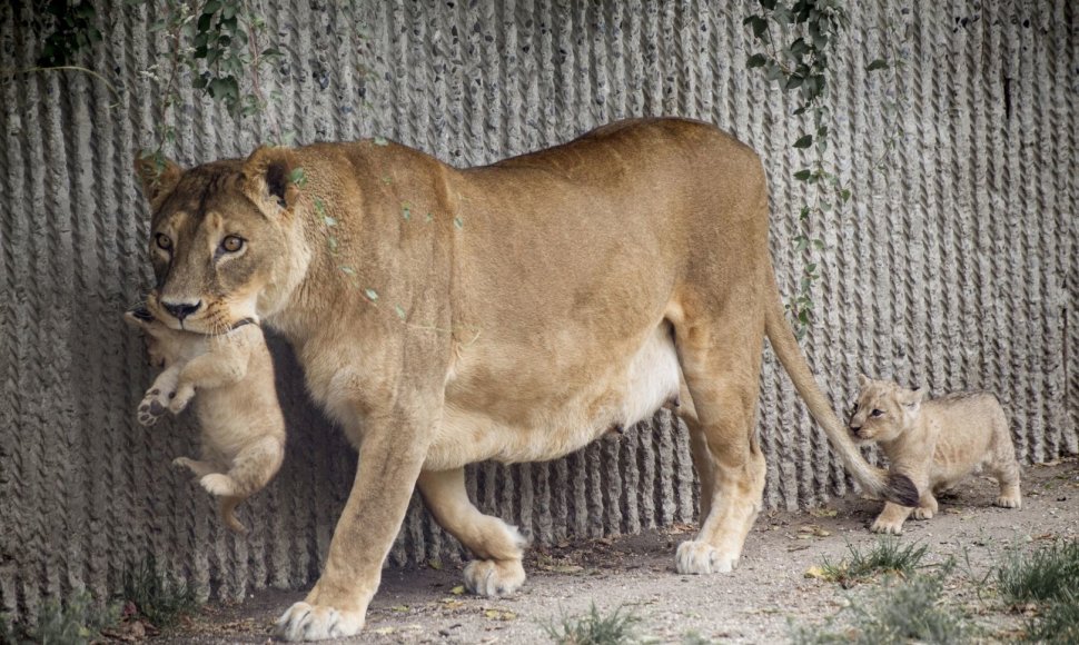 Liūto jaunikliai su mama Hopenhagos zoologijos sode (2013 m. liepos mėn.)