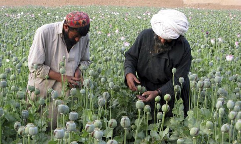 Opiumas – daugelio afganistaniečių pajamų šaltinis
