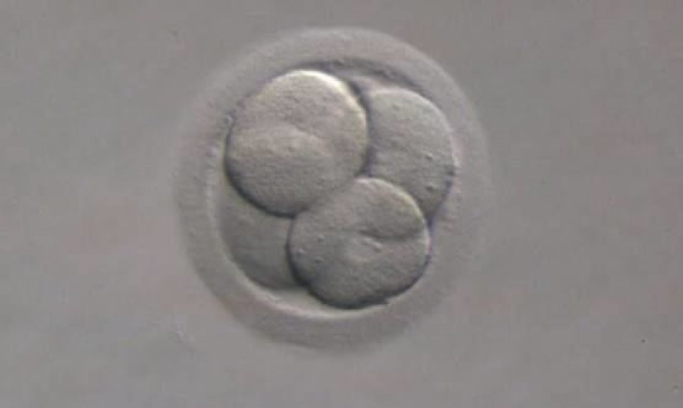 Embrionas