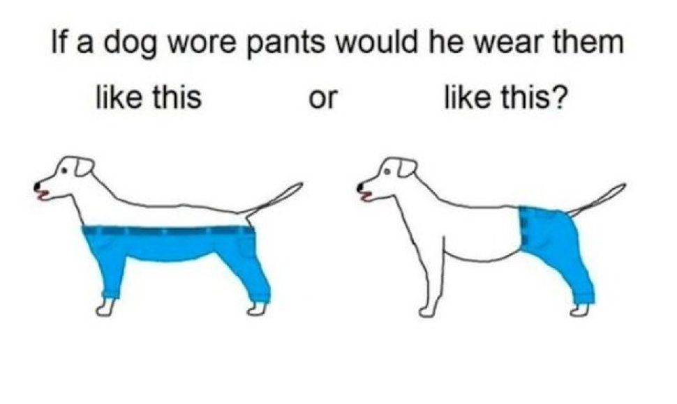 Kaip šuo nešiotų kelnes?